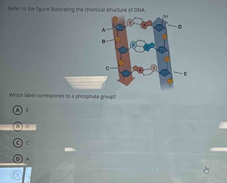 Refer to the figure illustrating the chemical structure of DNA.
Which label corresponds to a phosphate group?
AE
B B
C
D ) A
D