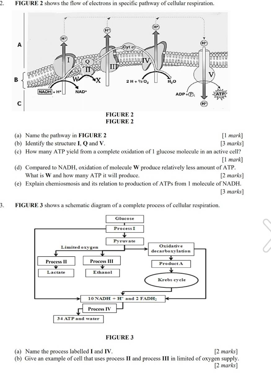 FIGURE 2 shows the flow of electrons in specific pathway of cellular respiration.
FIGURE 2
(a) Name the pathway in FIGURE 2 [1 mark]
(b) Identify the structure I, Q and V. [3 marks]
(c) How many ATP yield from a complete oxidation of 1 glucose molecule in an active cell?
[1 mark]
(d) Compared to NADH, oxidation of molecule W produce relatively less amount of ATP.
What is W and how many ATP it will produce. [2 marks]
(e) Explain chemiosmosis and its relation to production of ATPs from 1 molecule of NADH.
[3 marks]
3. FIGURE 3 shows a schematic diagram of a complete process of cellular respiration.
(a) Name the process labelled I and IV. [2 marks]
(b) Give an example of cell that uses process II and process III in limited of oxygen supply.
[2 marks]