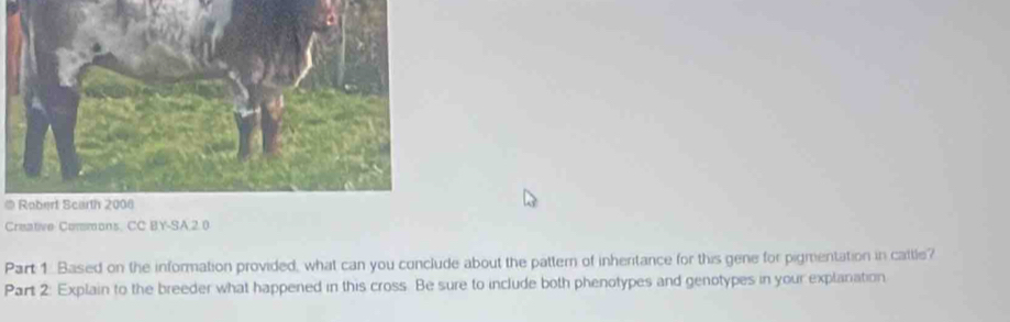 Robert Scarth 2006 
Creative Commons, CC BY-SA,20 
Part 1. Based on the information provided, what can you conclude about the pattern of inheritance for this gene for pigmentation in cattle? 
Part 2: Explain to the breeder what happened in this cross. Be sure to include both phenotypes and genotypes in your explanation