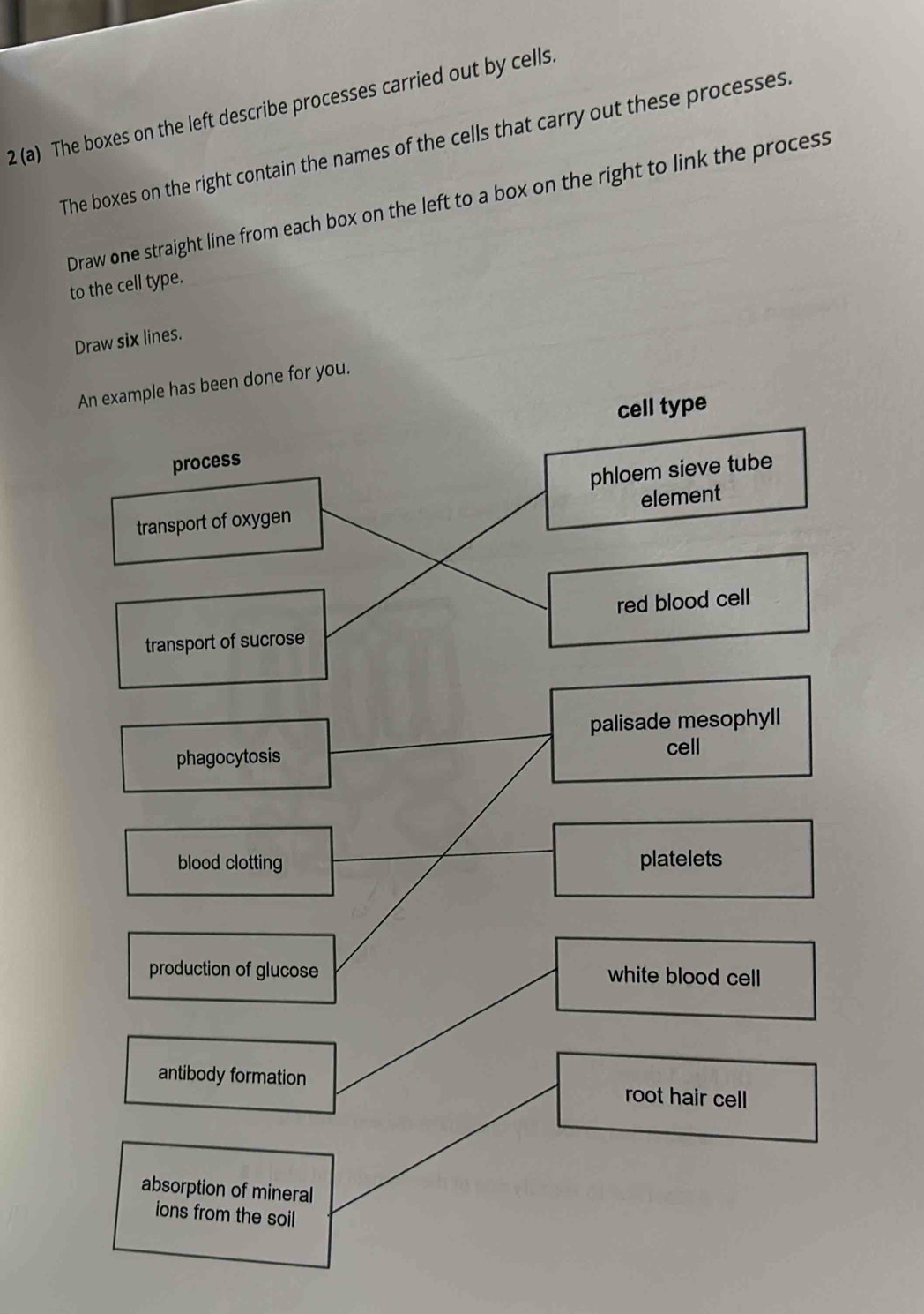 2 (a) The boxes on the left describe processes carried out by cells.
The boxes on the right contain the names of the cells that carry out these processes.
Draw one straight line from each box on the left to a box on the right to link the process
to the cell type.
Draw six lines.
An example has been done for you.
cell type
process
phloem sieve tube
element
transport of oxygen
transport of sucrose red blood cell
palisade mesophyll
phagocytosis
cell
blood clotting platelets
production of glucose white blood cell
antibody formation root hair cell
absorption of mineral
ions from the soil