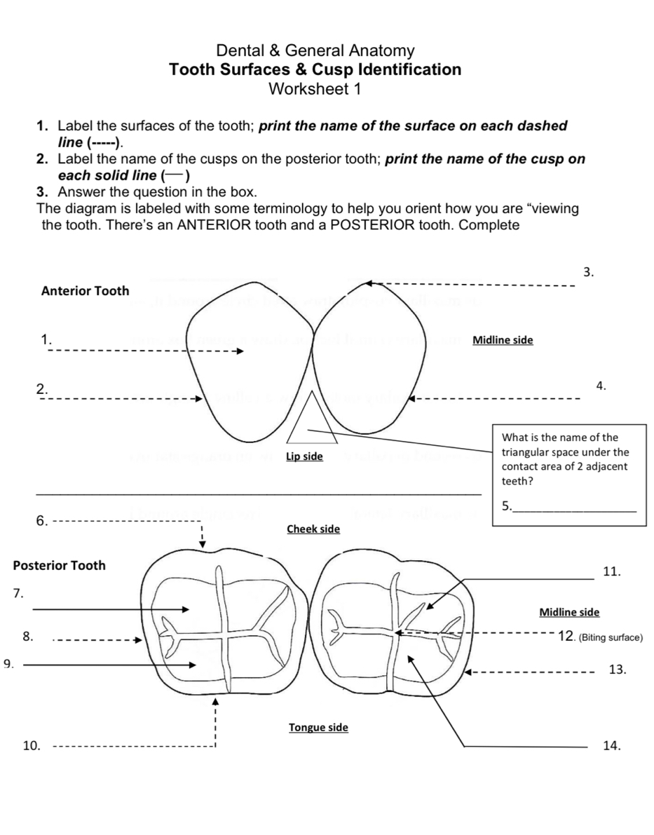 Solved: Dental & General Anatomy Tooth Surfaces & Cusp Identification ...