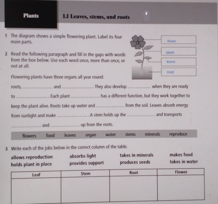 Plants 1.1 Leaves, stems, and roots
1 The diagram shows a simple flowering plant. Label its four
main parts. flower
2 Read the following paragraph and fill in the gaps with words stem
from the box below. Use each word once, more than once, or leave
not at all.
root
Flowering plants have three organs all year round:
roots, _and_ They also develop _when they are ready
to _Each plant _has a different function, but they work together to
keep the plant alive. Roots take up water and_ from the soil. Leaves absorb energy
from sunlight and make _A stem holds up the _and transports
_and_ up from the roots.
flowers food leaves organ water stems minerals reproduce
3 Write each of the jobs below in the correct column of the table.
allows reproduction absorbs light takes in minerals makes food
holds plant in place provides support produces seeds takes in water