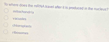 To where does the mRNA travel after it is produced in the nucleus?
mitochondria
vacuoles
chloroplasts
ribosomes