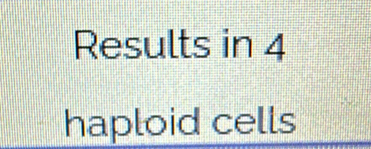 Results in 4
haploid cells