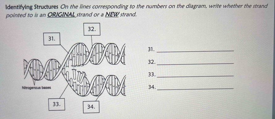 Identifying Structures On the lines corresponding to the numbers on the diagram, write whether the strand 
pointed to is an ORIGINAL strand or a NEW strand. 
31._ 
32._ 
33._ 
34._