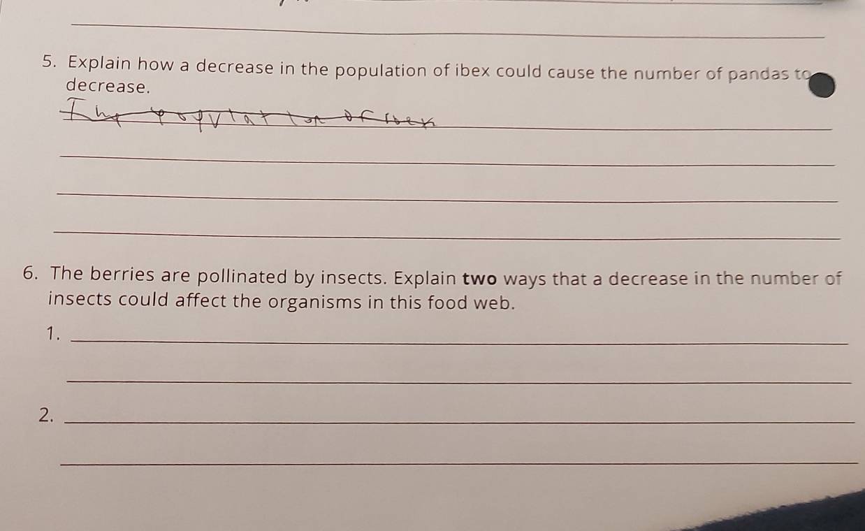 Explain how a decrease in the population of ibex could cause the number of pandas to 
decrease. 
_ 
_ 
_ 
_ 
6. The berries are pollinated by insects. Explain two ways that a decrease in the number of 
insects could affect the organisms in this food web. 
1._ 
_ 
2._ 
_