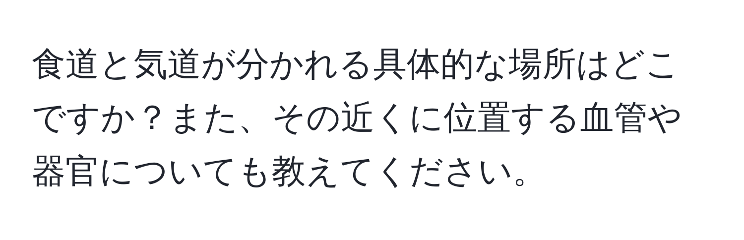 食道と気道が分かれる具体的な場所はどこですか？また、その近くに位置する血管や器官についても教えてください。