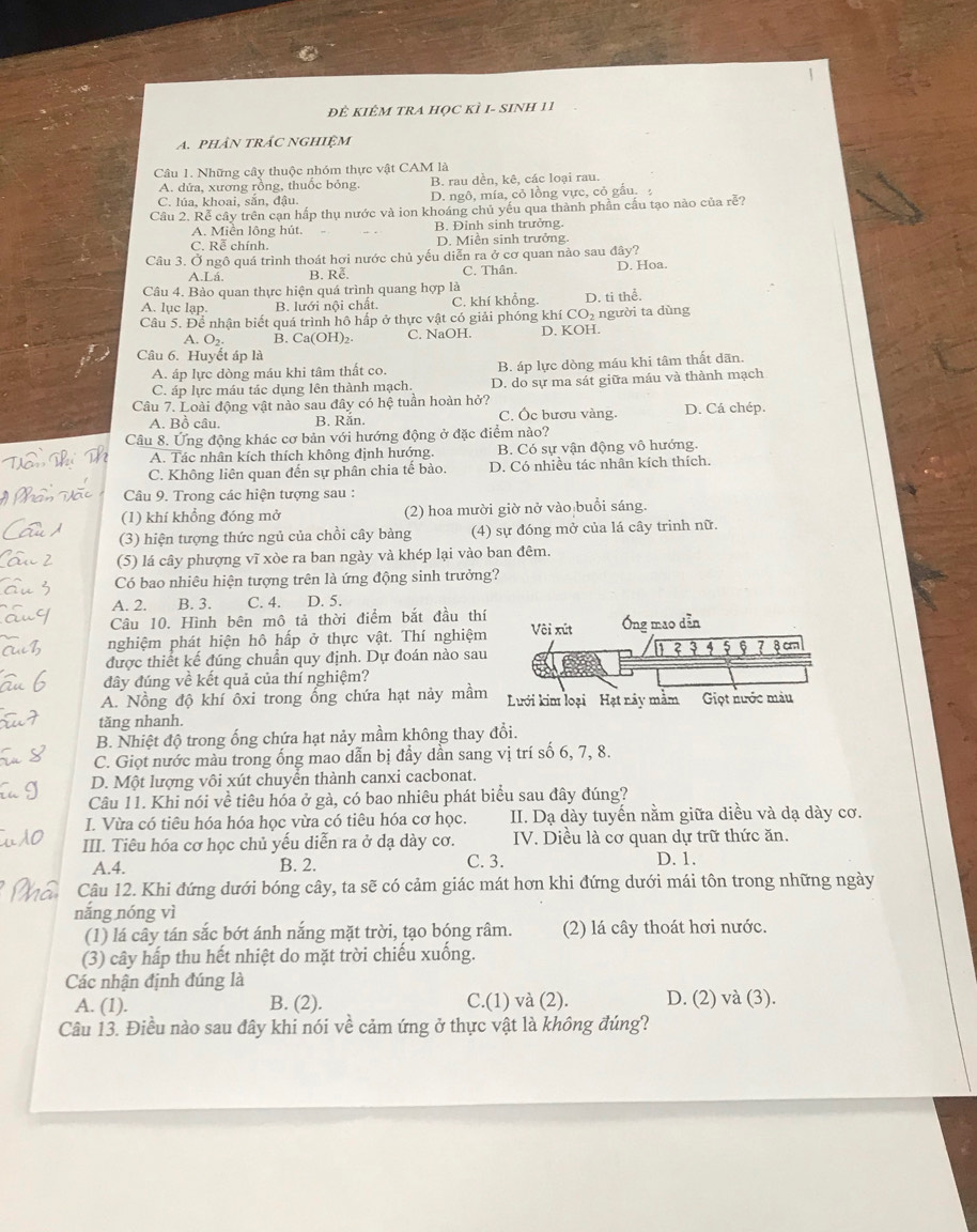 ĐÊ KIÊM TRA HọC kÌ I- SINH 11
A. phân trác nghiệm
Câu 1. Những cây thuộc nhóm thực vật CAM là
A. dứa, xương rồng, thuốc bóng. B. rau dền, kê, các loại rau.
C. lúa, khoai, sắn, đậu. D. ngô, mía, cỏ lồng vực, cỏ gầu. 
Câu 2. Rễ cây trên cạn hấp thụ nước và ion khoáng chủ yếu qua thành phần cầu tạo nào của rễ?
A. Miền lông hút B. Đỉnh sinh trưởng.
C. Rễ chính. D. Miền sinh trưởng.
Câu 3. Ở ngô quá trình thoát hơi nước chủ yếu diễn ra ở cơ quan nào sau đây?
A.Lá B. Rễ C. Thân. D. Hoa.
Câu 4. Bào quan thực hiện quá trình quang hợp là
A. lục lạp. B. lưới nội chất. C. khí khổng. D. ti thể.
Câu 5. Để nhận biết quá trình hô hấp ở thực vật có giải phóng khí CO₂ người ta dùng
A. O_2. B. Ca(OH )2. C. NaOH. D. KOH.
Câu 6. Huyết áp là
A. áp lực dòng máu khi tâm thất co. B. áp lực dòng máu khi tâm thất dān.
C. áp lực máu tác dụng lên thành mạch. D. do sự ma sát giữa máu và thành mạch
Câu 7. Loài động vật nào sau đây có hệ tuần hoàn hở? C. Ốc bươu vàng. D. Cá chép.
A. Bồ câu. B. Rắn.
Câu 8. Ứng động khác cơ bản với hướng động ở đặc điểm nào?
A. Tác nhân kích thích không định hướng. B. Có sự vận động vô hướng.
C. Không liên quan đến sự phân chia tế bào. D. Có nhiều tác nhân kích thích.
Câu 9. Trong các hiện tượng sau :
(1) khí khổng đóng mở (2) hoa mười giờ nở vào buổi sáng.
(3) hiện tượng thức ngủ của chồi cây bàng (4) sự đóng mở của lá cây trinh nữ.
(5) lá cây phượng vĩ xòe ra ban ngày và khép lại vào ban đêm.
Có bao nhiêu hiện tượng trên là ứng động sinh trưởng?
A. 2. B. 3. C. 4. D. 5.
Câu 10. Hình bên mô tả thời điểm bắt đầu thí
nghiệm phát hiện hô hấp ở thực vật. Thí nghiệm Vôi xút Óng mao dẫn
được thiết kế đúng chuẩn quy định. Dự đoán nào sau 1 ? 3 1 5 6 7 8 cm
đây đúng về kết quả của thí nghiệm?
A. Nồng độ khí ôxi trong ổng chứa hạt nảy mầm Lưới kim loại Hạt này mằm Giọt nước màu
tăng nhanh.
B. Nhiệt độ trong ổng chứa hạt nảy mầm không thay đổi.
C. Giọt nước màu trong ống mao dẫn bị đầy dẫn sang vị trí số 6, 7, 8.
D. Một lượng vôi xút chuyển thành canxi cacbonat.
Câu 11. Khi nói về tiêu hóa ở gà, có bao nhiêu phát biểu sau đây đúng?
I. Vừa có tiêu hóa hóa học vừa có tiêu hóa cơ học. II. Dạ dày tuyến nằm giữa diều và dạ dày cơ.
III. Tiêu hóa cơ học chủ yếu diễn ra ở dạ dày cơ.  IV. Diều là cơ quan dự trữ thức ăn.
A.4. B. 2. C. 3. D. 1.
Câu 12. Khi đứng dưới bóng cây, ta sẽ có cảm giác mát hơn khi đứng dưới mái tôn trong những ngày
nắng nóng vì
(1) lá cây tán sắc bớt ánh nắng mặt trời, tạo bóng râm. (2) lá cây thoát hơi nước.
(3) cây hấp thu hết nhiệt do mặt trời chiếu xuống.
Các nhận định đúng là
A. (1). B. (2). C.(1) và (2). D. (2) và (3).
Câu 13. Điều nào sau đây khi nói về cảm ứng ở thực vật là không đúng?