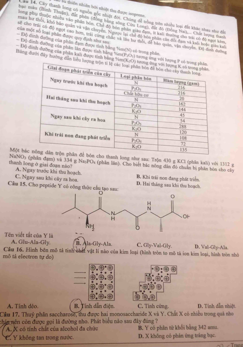 Su su thiên nhiên bởi nhiệt thu được isoprene
Cầu 14. Cây thanh long có nguồn gốc nhiệt đới. Chúng dễ trồng trên nhiệu loại đất khác nhau như đấu
bạc màu (Bình Thuận), đất phèn (đồng băng sông Cửu Long), đất đồ (Đồng Nai),... Chất lượng thanh
long phụ thuộc nhiều vào phân bón. Chế độ bón phân giàu đạm, ít kali thường cho trái có độ ngọt kém
rmau hư thối, khó bảo quân và vận chuyển. Ngược lại chế độ bón phân cân đối đạm và kali hoặc giàu kali
của một số loại phân được quy định như sau:
sẽ cho trái có độ ngọt cao hơn, trái cứng chặc và lâu hư thỏi, dể bảo quản, vận chuyển. Độ dinh dưỡng
Độ đinh đưỡng của phân đạm được tính bằng %m(N) có trong phân.
- Độ dính dưỡng của phân lân được tinh bằng %m( (P_2O_5) tương ứng với l
- Độ dính đưỡng của phân kali được tính bằng %m 
Bảng dưới đây hướng dẫn liều
Một báh long như sau: Trộn 430 g KCl (phân kali) với 1312 g
Nal NO_3 (phân đạm) và 334 g Na_3PO_4 4 (phân lân). Cho biết bác nông dân đó chuẩn bị phân bón cho cây
thanh long ở giai đoạn nào?
A. Ngay trước khi thu hoạch. B. Khi trái non đang phát triển.
C. Ngay sau khi cây ra hoa. D. Hai tháng sau khi thu hoạch.
Câu 15. Cho peptide Y có công thức cấu tạo sau:
Tên viết tắt của Y là
A. Glu-Ala-Gly. B. Ala-Gly-Ala. C. Gly-Val-Gly. D. Val-Gly-Ala.
Câu 16. Hình bên mô tả tinh chất vật lí nào của kim loại (hình tròn to mô tả ion kim loại, hình tròn nhỏ
mô tả electron tự do)
A. Tính dẻo. B. Tính dẫn điện. C. Tính cứng. D. Tính dẫn nhiệt.
Câu 17. Thuỷ phân saccharose, thu được hai monosaccharide X và Y. Chất X có nhiều trong quả nho
chín nên còn được gọi là đường nho. Phát biểu nào sau đây đúng ?
A. X có tính chất của alcohol đa chức B. Y có phân tử khối bằng 342 amu.
C. Y không tan trong nước. D. X không có phản ứng tráng bạc.
Tranø