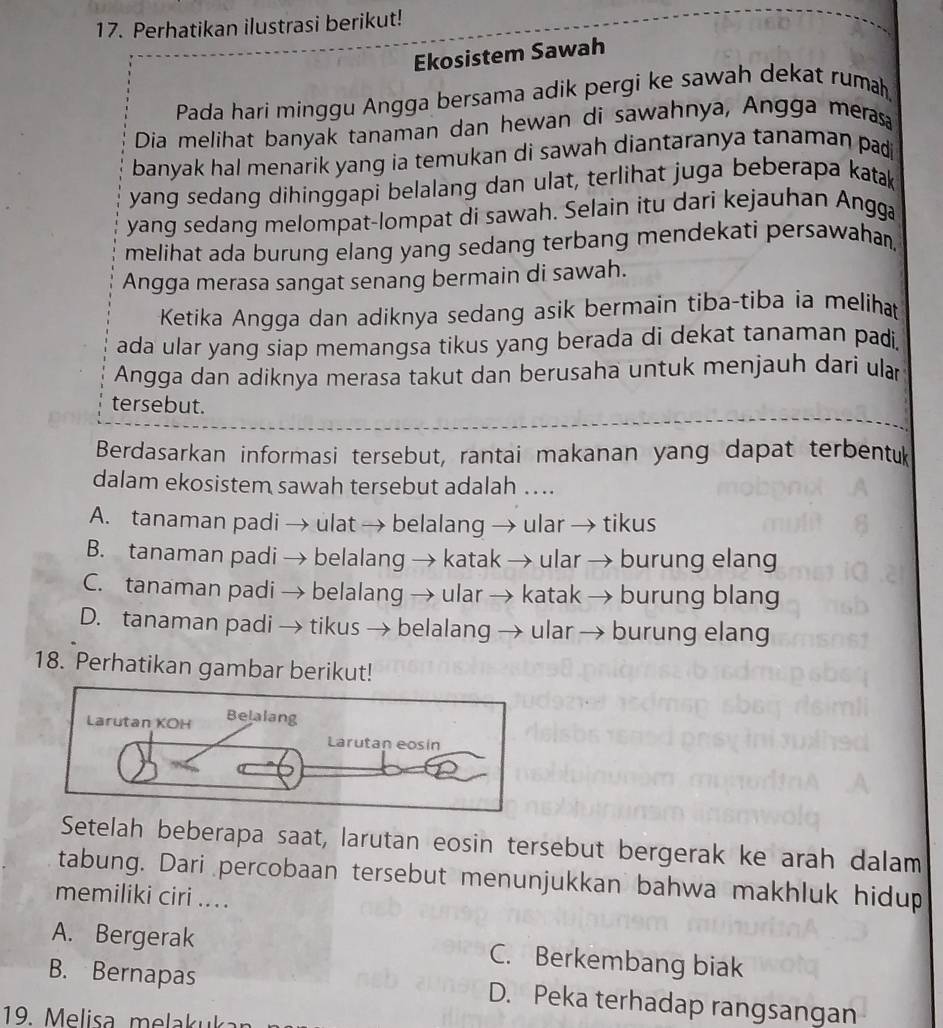 Perhatikan ilustrasi berikut!
Ekosistem Sawah
Pada hari minggu Angga bersama adik pergi ke sawah dekat rumah
Dia melihat banyak tanaman dan hewan di sawahnya, Angga merasa
banyak hal menarik yang ia temukan di sawah diantaranya tanaman pad 
yang sedang dihinggapi belalang dan ulat, terlihat juga beberapa katak
yang sedang melompat-lompat di sawah. Selain itu dari kejauhan Angga
melihat ada burung elang yang sedang terbang mendekati persawahan.
Angga merasa sangat senang bermain di sawah.
Ketika Angga dan adiknya sedang asik bermain tiba-tiba ia melihat
ada ular yang siap memangsa tikus yang berada di dekat tanaman padi,
Angga dan adiknya merasa takut dan berusaha untuk menjauh dari ula
tersebut.
Berdasarkan informasi tersebut, rantai makanan yang dapat terbentuk
dalam ekosistem sawah tersebut adalah ...
A. tanaman padi → ulat → belalang → ular → tikus
B. tanaman padi → belalang → katak → ular → burung elang
C. tanaman padi → belalang → ular → katak → burung blang
D. tanaman padi → tikus → belalang → ular → burung elang
18. Perhatikan gambar berikut!
Setelah beberapa saat, larutan eosin tersebut bergerak ke arah dalam
tabung. Dari percobaan tersebut menunjukkan bahwa makhluk hidup
memiliki ciri ....
A. Bergerak C. Berkembang biak
B. Bernapas D. Peka terhadap rangsangan