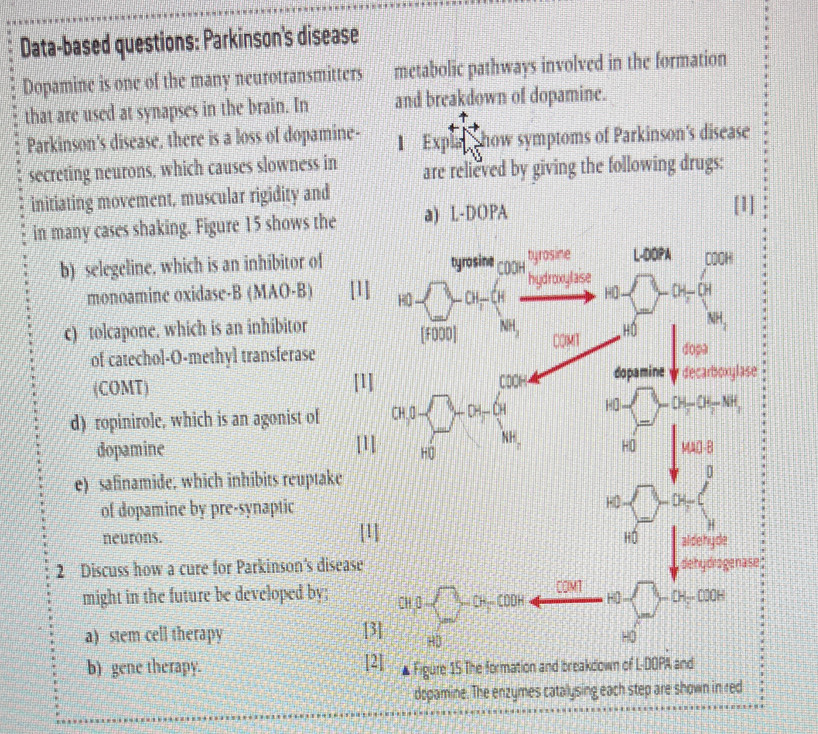 Data-based questions: Parkinson's disease
Dopamine is one of the many neurotransmitters metabolic pathways involved in the formation
that are used at synapses in the brain. In and breakdown of dopamine.
Parkinson's disease, there is a loss of dopamine- Explan show symptoms of Parkinson's disease
secreting neurons, which causes slowness in are relieved by giving the following drugs:
initiating movement, muscular rigidity and [1]
in many cases shaking. Figure 15 shows the a) L-DOPA
b) selegeline. which is an inhibitor of
monoamine oxidase-B (MAO-B) 
c) tolcapone. which is an inhibitor
of catechol-O-methyl transferase
(COMT) 
d) ropinirole, which is an agonist of
dopamine 
e) safinamide; which inhibits reuptake
of dopamine by pre-synaptic
neurons. 
2 Discuss how a cure for Parkinson's diseas
might in the future be developed by;
a) stem cell therapy
b) gene therapy. 
dopamine. The enzymes catalysing each step are shown in red