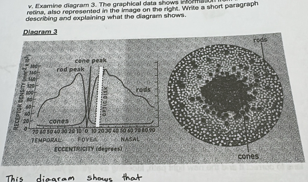 Examine diagram 3. The graphical data shows information 
retina, also represented in the image on the right. Write a short paragraph 
describing and explaining what the diagram shows.