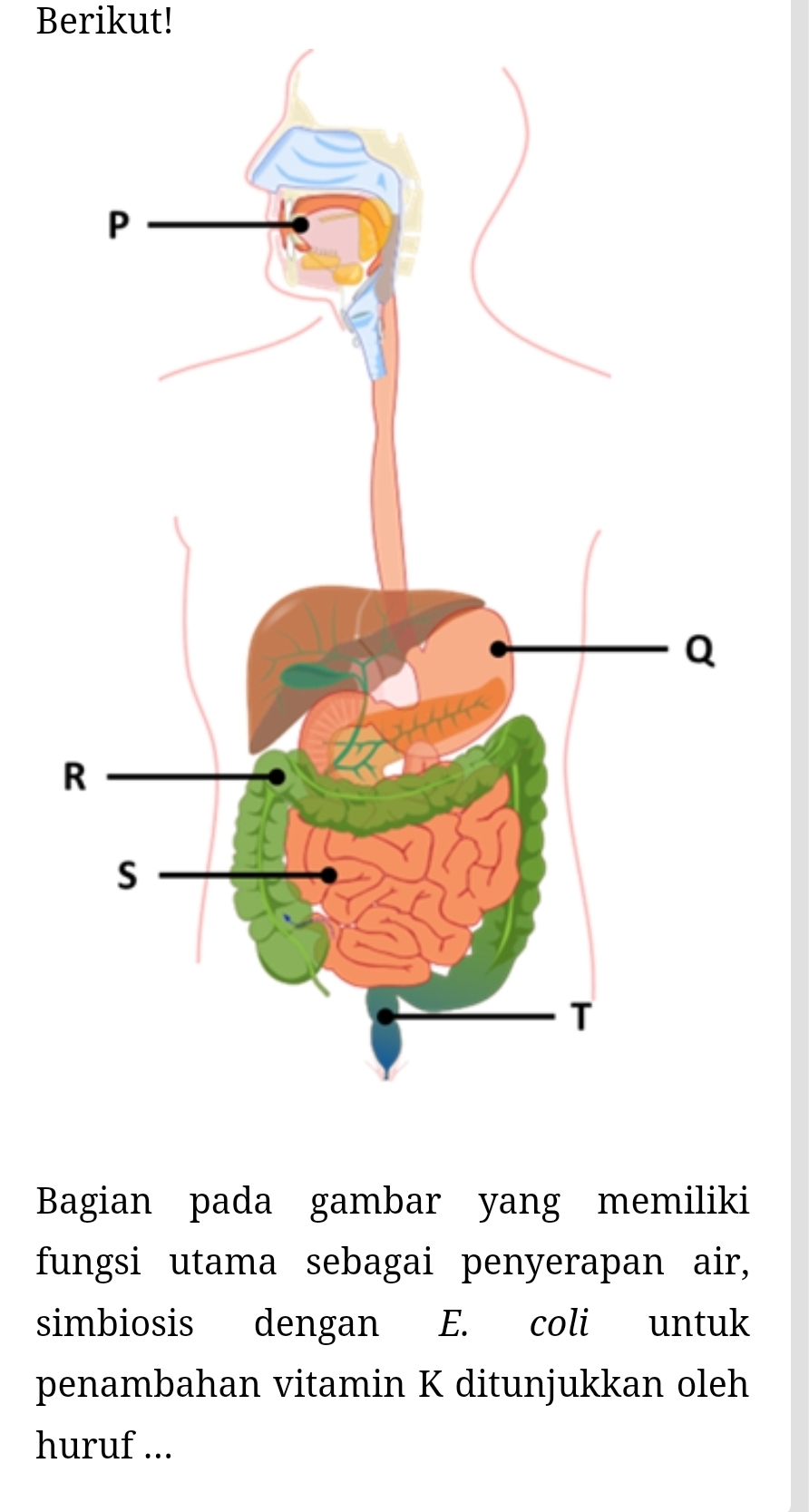 Berikut! 
Bagian pada gambar yang memiliki 
fungsi utama sebagai penyerapan air, 
simbiosis dengan E. coli untuk 
penambahan vitamin K ditunjukkan oleh 
huruf ...