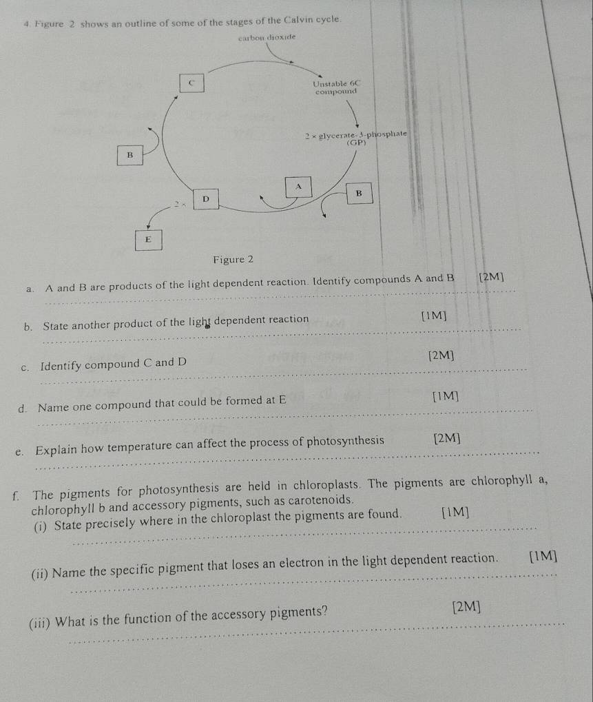 Figure 2 shows an outline of some of the stages of the Calvin cycle.
_
a. A and B are products of the light dependent reaction. Identify compounds A and B [2M]
_
_
b. State another product of the light dependent reaction [1M]
_
c. Identify compound C and D [2M]
_
d. Name one compound that could be formed at E
[1M]
_
e. Explain how temperature can affect the process of photosynthesis [2M]
f. The pigments for photosynthesis are held in chloroplasts. The pigments are chlorophyll a,
chlorophyll b and accessory pigments, such as carotenoids
_
(i) State precisely where in the chloroplast the pigments are found. [1M]
(ii) Name the specific pigment that loses an electron in the light dependent reaction. [1M]
_
(iii) What is the function of the accessory pigments? [2M]
_
_