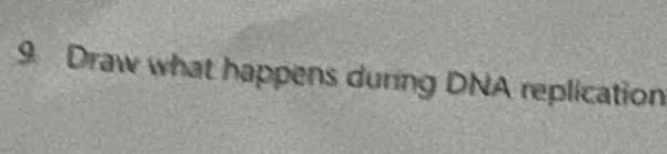 Draw what happens during DNA replication