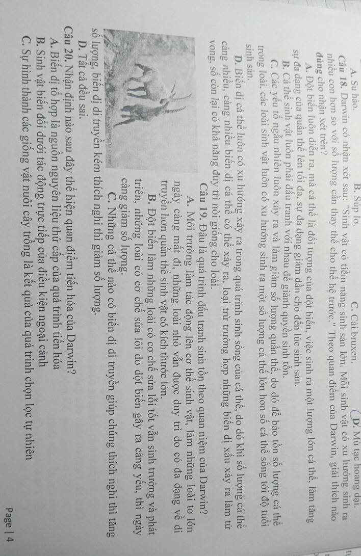 A. Su hào. B. Súp lơ. C. Cải bruxen. D. Mù tạc hoang dại.
Câu 18. Darwin có nhận xét sau: "Sinh vật có tiềm năng sinh sản lớn. Mỗi sinh vật có xu hướng sinh ra t
nhiều con hơn so với số lượng cần thay thế cho thế hệ trước." Theo quan điểm của Darwin, giải thích nào
đúng cho nhận xét trên?
A. Đột biển luôn diễn ra, mà cá thể là đối tượng của đột biến, việc sinh ra một lượng lớn cá thể, làm tăng
sự đa dạng của quần thể lên tối đa, sự đa dạng giảm dần cho đến lúc sinh sản.
B. Cá thể sinh vật luôn phải đấu tranh với nhau đề giành quyền sinh tồn.
C. Các yếu tố ngẫu nhiên luôn xảy ra và làm giảm số lượng quần thể, do đó để bảo tồn số lượng cá thể
trong loài, các loài sinh vật luôn có xu hướng sinh ra một số lượng cá thế lớn hơn số cá thể sống tới độ tuổi
sinh sản.
D. Biến dị cá thể luôn có xu hướng xảy ra trong quá trình sinh sống của cá thể, do đó khị số lượng cá thể
càng nhiều, càng nhiều biến dị cá thể có thể xảy ra, loại trừ trường hợp những biến dị xấu xảy ra làm từ
vong, số còn lại có khả năng duy trì nòi giống cho loài.
Câu 19. Đâu là quá trình đấu tranh sinh tồn theo quan niệm của Darwin?
A. Môi trường làm tác động lên cơ thể sinh vật, làm những loài to lớn
ngày càng mất đi, những loài nhỏ vẫn được duy trì do có đa dạng về di
truyền hơn quần thể sinh vật có kích thước lớn.
B. Đột biến làm những loài có cơ chế sửa lỗi tốt vẫn sinh trưởng và phát
triển, những loài có cơ chế sửa lôi do đột biến gây ra càng yếu, thì ngày
càng giảm số lượng.
C. Những cá thể nào có biến dị di truyền giúp chúng thích nghi thì tăng
số lượng, biến dị di truyền kém thích nghi thì giảm số lượng.
D. Tất cả đều sai.
Câu 20. Nhận định nào sau đây thể hiện quan điểm tiến hóa của Darwin?
A. Biến dị tổ hợp là nguồn nguyên liệu thứ cấp của quá trình tiến hóa
B. Sinh vật biến đổi dưới tác động trực tiếp của điều kiện ngoại cảnh
C. Sự hình thành các giống vật nuôi cây trồng là kết quả của quá trình chọn lọc tự nhiên
Page | 4