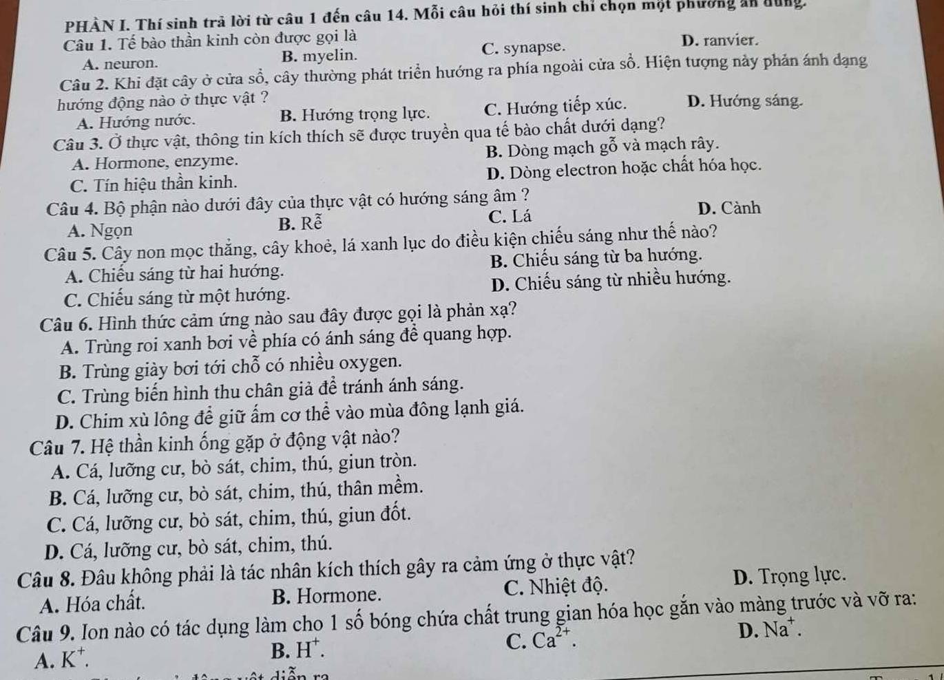 PHÀN I. Thí sinh trả lời từ câu 1 đến câu 14. Mỗi câu hỏi thí sinh chỉ chọn một phương ăn dung.
Câu 1. Tế bào thần kinh còn được gọi là D. ranvier.
A. neuron. B. myelin. C. synapse.
Câu 2. Khi đặt cây ở cửa sổ, cây thường phát triển hướng ra phía ngoài cửa sổ. Hiện tượng này phản ánh dạng
hướng động nào ở thực vật ? D. Hướng sáng.
A. Hướng nước. B. Hướng trọng lực. C. Hướng tiếp xúc.
Câu 3. Ở thực vật, thông tin kích thích sẽ được truyền qua tế bào chất dưới dạng?
A. Hormone, enzyme. B. Dòng mạch gỗ và mạch rây.
C. Tín hiệu thần kinh. D. Dòng electron hoặc chất hóa học.
Câu 4. Bộ phận nào dưới đây của thực vật có hướng sáng âm ? D. Cành
B. Rễ
A. Ngọn C. Lá
Câu 5. Cây non mọc thẳng, cây khoẻ, lá xanh lục do điều kiện chiếu sáng như thế nào?
A. Chiếu sáng từ hai hướng. B. Chiếu sáng từ ba hướng.
C. Chiếu sáng từ một hướng. D. Chiếu sáng từ nhiều hướng.
Câu 6. Hình thức cảm ứng nào sau đây được gọi là phản xạ?
A. Trùng roi xanh bơi về phía có ánh sáng đề quang hợp.
B. Trùng giày bơi tới chỗ có nhiều oxygen.
C. Trùng biến hình thu chân giả để tránh ánh sáng.
D. Chim xù lông để giữ ấm cơ thể vào mùa đông lạnh giá.
Câu 7. Hệ thần kinh ống gặp ở động vật nào?
A. Cá, lưỡng cư, bò sát, chim, thú, giun tròn.
B. Cá, lưỡng cư, bò sát, chim, thú, thân mềm.
C. Cá, lưỡng cư, bò sát, chim, thú, giun đốt.
D. Cá, lưỡng cư, bò sát, chim, thú.
Câu 8. Đâu không phải là tác nhân kích thích gây ra cảm ứng ở thực vật?
A. Hóa chất. B. Hormone. C. Nhiệt độ.
D. Trọng lực.
Câu 9. Ion nào có tác dụng làm cho 1 số bóng chứa chất trung gian hóa học gắn vào màng trước và vỡ ra:
D. Na^+.
A. K^+
B. H^+.
C. Ca^(2+).