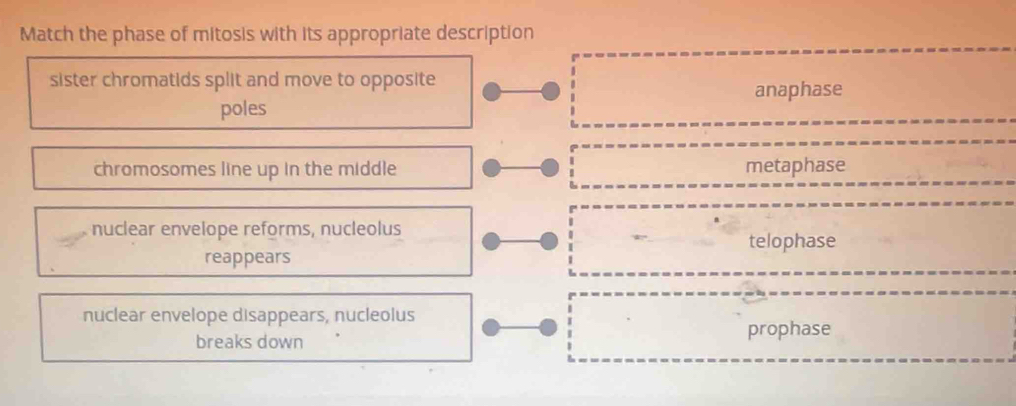 Match the phase of mitosis with its appropriate description
sister chromatids split and move to opposite
anaphase
poles
chromosomes line up in the middle metaphase
nuclear envelope reforms, nucleolus
telophase
reappears
nuclear envelope disappears, nucleolus
breaks down
prophase