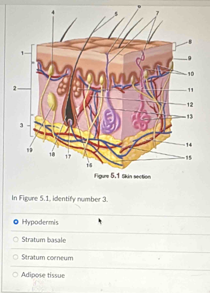 In Figure 5.1, identify number 3.
Hypodermis
Stratum basale
Stratum corneum
Adipose tissue