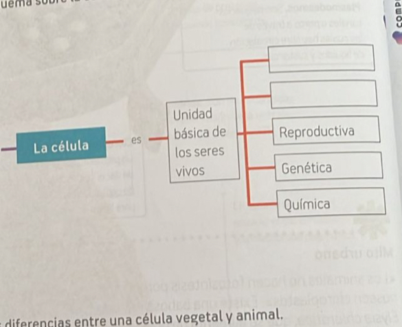 ema s 
e diferencias entre una célula vegetal y animal.