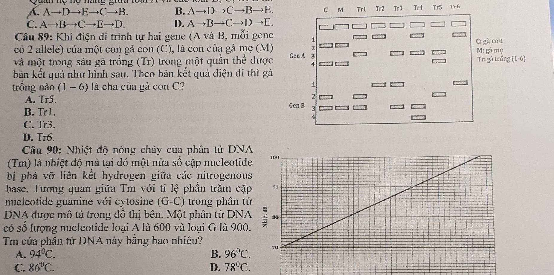 A. Ato Dto Eto Cto B. B. Ato Dto Cto Bto E. C M Tr1 Tr2 Tr3 Tr4 Tr5 Tr6
℃. Ato Bto Cto Eto D. D. Ato Bto Cto Dto E. 
Câu 89: Khi điện di trình tự hai gene (A và B, mỗi gene
1
có 2 allele) của một con gà con (C), là con của gà mẹ (M) C: gà con
M: gà mẹ
Gcn A 3
Tr: gà trống
và một trong sáu gà trống (Tr) trong một quần thể được (1-6)
4
bản kết quả như hình sau. Theo bản kết quả điện di thì gà
trống nào (1-6) ) là cha của gà con C?
1
2
A. Tr5. Gen B 3
B. Tr1.
4
C. Tr3.
D. Tr6.
Câu 90: Nhiệt độ nóng chảy của phân tử DNA
(Tm) là nhiệt độ mà tại đó một nửa số cặp nucleotide
bị phá vỡ liên kết hydrogen giữa các nitrogenous
base. Tương quan giữa Tm với tỉ lệ phần trăm cặp
nucleotide guanine với cytosine (G-C) trong phân tử
DNA được mô tả trong đồ thị bên. Một phân tử DNA
có số lượng nucleotide loại A là 600 và loại G là 900.
Tm của phân tử DNA này bằng bao nhiêu?
A. 94°C. B. 96^0C.
C. 86^0C. D. 78^0C.