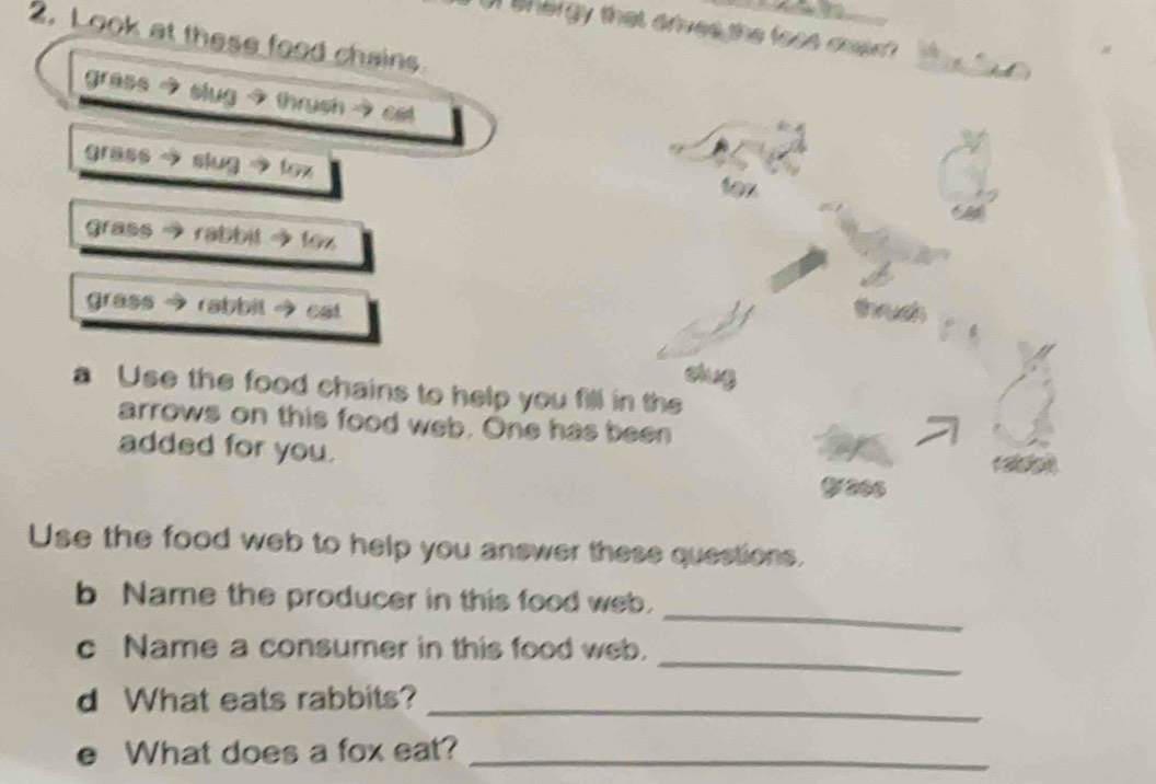 thergy that drives the foos doen? 
2. Look at these food chains 
grass → slug →thruch → cet 
grass → slug → fex 
for 
grass rabbit →foz 
grass . rabbil →cat 
thuch 
chug 
a Use the food chains to help you fill in the 
arrows on this food web. One has been 
added for you. 
Use the food web to help you answer these questions. 
_ 
b Name the producer in this food web. 
_ 
c Name a consumer in this food web. 
d What eats rabbits? 
_ 
e What does a fox eat?_