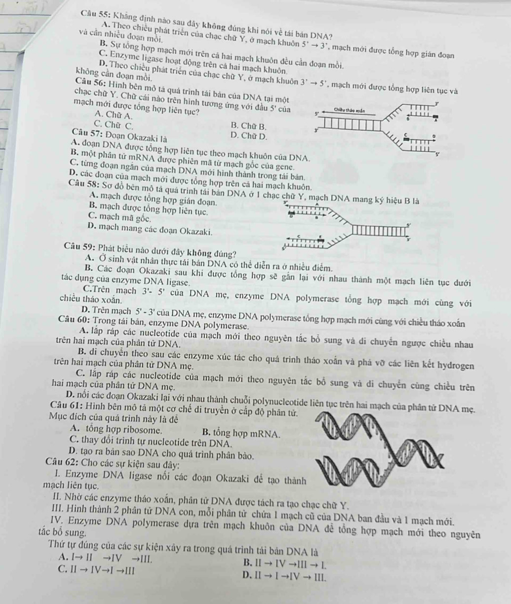 Khẳng định nào sau đây không đúng khi nói về tái bản DNA?
A. Theo chiều phát triển của chạc chữ Y, ở mạch khuôn 5^rto 3^r
và cần nhiều đoạn mồi. , mạch mới được tổng hợp gián đoạn
B. Sự tổng hợp mạch mới trên cả hai mạch khuôn đều cần đoạn mồi.
C. Enzyme ligase hoạt động trên cả hai mạch khuôn.
D. Theo chiều phát triển của chạc chữ Y, ở mạch khuôn 3^,to 5^,
không cần đoạn mồi. *, mạch mới được tổng hợp liên tục và
Câu 56: Hình bên mô tả quá trình tái bản của DNA tại một
chạc chữ Y. Chữ cái nào trên hình tương ứng với đầu 5' của
mạch mới được tổng hợp liên tục?
A. Chữ A.
B. Chữ B.
C. Chữ C. D. Chữ D.
Câu 57: Đoạn Okazaki là
A. đoạn DNA được tổng hợp liên tục theo mạch khuôn của 
B. một phân tử mRNA được phiên mã từ mạch gốc của gene.
C. từng đoạn ngắn của mạch DNA mới hình thành trong tái bản.
D. các đoạn của mạch mới được tổng hợp trên cả hai mạch khuôn.
Câu 58: Sơ đồ bên mô tả quá trình tái ban DNA ở 1 chạc chữ Y, mạch DNA mang ký hiệu
A. mạch được tổng hợp gián đoạn.
B. mạch được tổng hợp liên tục.
C. mạch mã gốc.
D. mạch mang các đoạn Okazaki.
Câu 59: Phát biểu nào dưới đây không đúng?
A. Ở sinh vật nhân thực tái bản DNA có thể diễn ra ở nhiều điểm.
B. Các đoạn Okazaki sau khi được tổng hợp sẽ gắn lại với nhau thành một mạch liên tục dưới
tác dụng của enzyme DNA ligase.
C.Trên mạch 3'-5' của DNA mẹ, enzyme DNA polymerase tổng hợp mạch mới cùng với
chiều tháo xoắn.
D. Trên mạch 5'-3' của DNA mẹ, enzyme DNA polymerase tổng hợp mạch mới cùng với chiều tháo xoắn
Câu 60: Trong tái bản, enzyme DNA polymerase.
A. lắp ráp các nucleotide của mạch mới theo nguyên tắc bổ sung và di chuyễn ngược chiều nhau
trên hai mạch của phân tử DNA.
B. di chuyển theo sau các enzyme xúc tác cho quá trình tháo xoắn và phá vỡ các liên kết hydrogen
trên hai mạch của phân tử DNA mẹ.
C. lắp ráp các nucleotide của mạch mới theo nguyên tắc bồ sung và di chuyền cùng chiều trên
hai mạch của phân tử DNA mẹ.
D. nối các đoạn Okazaki lại với nhau thành chuỗi polynucleotide liên tục trên hai mạch của phân tử DNA mẹ.
Câu 61: Hình bên mô tả một cơ chế di truyền ở cấp độ phân tử.
Mục đích của quá trình này là đề
A. tổng hợp ribosome. B. tổng hợp mRNA.
C. thay đổi trình tự nucleotide trên DNA.
D. tạo ra bản sao DNA cho quá trình phân bảo.
Câu 62: Cho các sự kiện sau đây:
I. Enzyme DNA ligase nối các đoạn Okazaki để tạo thành
mạch liên tục.
II. Nhờ các enzyme tháo xoắn, phân tử DNA được tách ra tạo chạc chữ Y.
III. Hinh thành 2 phân tử DNA con, mỗi phân tử chứa 1 mạch cũ của DNA ban đầu và 1 mạch mới.
IV. Enzyme DNA polymerase dựa trên mạch khuôn của DNA đễ tổng hợp mạch mới theo nguyên
tắc bổ sung.
Thứ tự đúng của các sự kiện xây ra trong quá trình tái bản DNA là
A. Ito IIto IVto III.
B. IIto IVto IIIto I.
C. IIto IVto Ito III IIto Ito IVto III.
D.