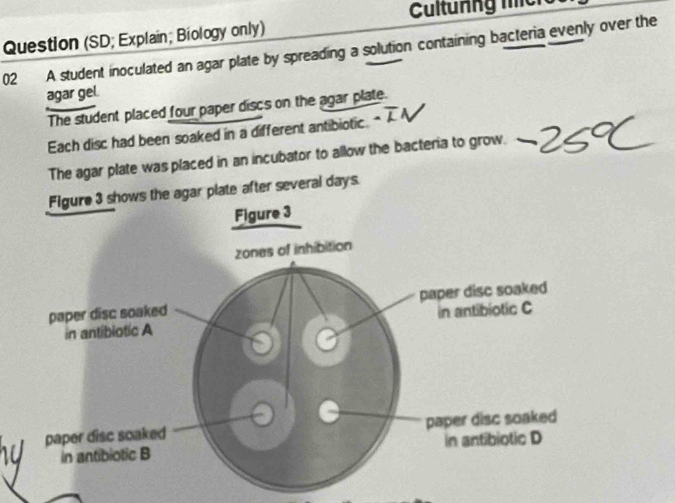 ultunng mcr 
Question (SD; Explain; Biology only)
02 A student inoculated an agar plate by spreading a solution containing bacteria evenly over the
agar gel.
The student placed four paper discs on the agar plate.
Each disc had been soaked in a different antibiotic.
The agar plate was placed in an incubator to allow the bacteria to grow.
Figure 3 shows the agar plate after several days.
Figure 3
zones of inhibition
paper disc soaked paper disc soaked
in antibiotic A in antibiotic C
paper disc soaked paper disc soaked
in antibiotic B in antibiotic D