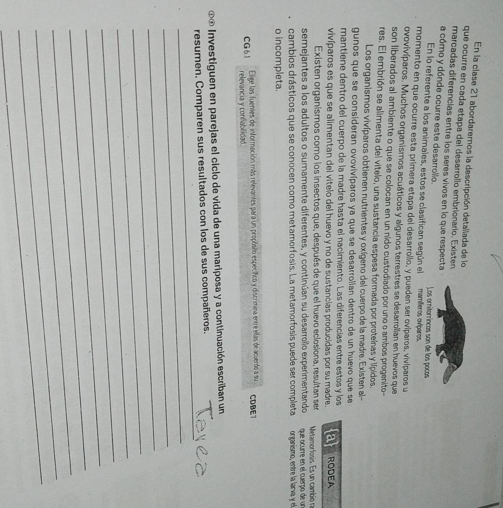 En la clase 21 abordaremos la descripción detallada de lo
que ocurre en cada etapa del desarrollo embrionario. Existen
marcadas diferencias entre los seres vivos en lo que respecta
a cómo y dónde ocurre este desarrollo. Los ornitorrincos son de los pocos
En lo referente a los animales, estos se clasifican según el mamíferos ovíparos.
momento en que ocurre esta primera etapa del desarrollo, y pueden ser ovíparos, vivíparos u
ovovivíparos. Muchos organismos acuáticos y algunos terrestres se desarrollan en huevos que
son liberados al ambiente o que se colocan en un nido custodiado por uno o ambos progenito-
res. El embrión se alimenta del vitelo, una sustancia espesa formada por proteínas y lípidos
Los organismos vivíparos obtienen nutrientes y oxígeno del cuerpo de la madre. Existen al-
gunos que se consideran ovovivíparos ya que se desarrollan dentro de un huevo que se
mantiene dentro del cuerpo de la madre hasta el nacimiento. Las diferencías entre estos y los
vivíparos es que se alimentan del vitelo del huevo y no de sustancias producidas por su madre. a RODEA
Existen organismos como los insectos que, después de que el huevo eclosiona, resultan ser Metamorfosis. Es un cambio ra
semejantes a los adultos o sumamente diferentes, y continúan su desarrollo experimentando que ocurre en el cuerpo de un
cambios drásticos que se conocen como metamorfosis. La metamorfosis puede ser completa organismo, entre la larva y el
o incompleta.
Elige las fuentes de información más relevantes para un propósito específico y discrimina entre ellas de acuerdo a su CDBE7
CG 6.1 relevancia y confiabilidad.
** Investiguen en parejas el ciclo de vida de una mariposa y a continuación escriban un
_
resumen. Comparen sus resultados con los de sus compañeros.
_
_
_
_
_
_
_
_
_
_
_