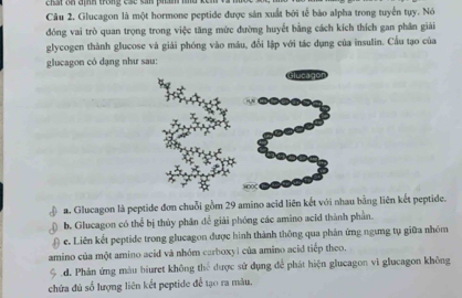 chất on định trong các sản phẩm
Câu 2. Glucagon là một hormone peptide được sản xuất bởi tế bào alpha trong tuyến tụy. Nó
đóng vai trò quan trọng trong việc tăng mức đường huyết bằng cách kích thích gan phân giải
glycogen thành glucose và giải phóng vào máu, đổi lập với tác dụng của insulin. Cầu tạo của
glucagon có dạng như sau:
slucagor
. ●
a. Glucagon là peptide đơn chuỗi gồm 29 amino aeid liên kết với nhau bằng liên kết peptide.
b. Glucagon có thể bị thủy phân để giải phóng các amino acid thành phần.
e. Liên kết peptide trong glucagon được hình thành thông qua phản ứng ngưng tụ giữa nhóm
amino của một amino acid và nhóm carboxyi của amino acid tiếp theo.
d. Phản ứng màu biuret không thể được sử dụng để phát hiện glucagon vì glucagon không
chứa đủ số lượng liên kết peptide để tạo ra màu.