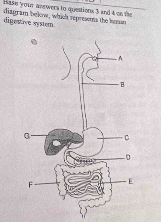 Base your answers to questions 3 and 4 on the 
diagram below, which represents the human 
digestive system.