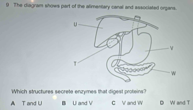 The diagram shows part of the alimentary canal and associated organs.
Which structures secrete enzymes that digest proteins?
A T and U B U and V C V and W D W and T