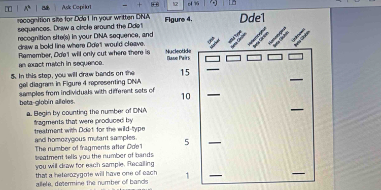 a Ask Copilot 12 of 16
recognition site for Dde1 in your written DNA Figure 4. Dde1 
sequences. Draw a circle around the Dde1
recognition site(s) in your DNA sequence, and 
draw a bold line where Dơe1 would cleave. 
Remember, Dde1 will only cut where there is Nucleotide 
_ 
an exact match in sequence. Base Pairs 
5. In this step, you will draw bands on the 15
gel diagram in Figure 4 representing DNA 
_ 
samples from individuals with different sets of 10 _ 
beta-globin alleles. 
a. Begin by counting the number of DNA 
_ 
fragments that were produced by 
treatment with Dde1 for the wild-type 
and homozygous mutant samples. 5_ 
The number of fragments after Dde1
treatment tells you the number of bands 
you will draw for each sample. Recalling 
that a heterozygote will have one of each 1 
_ 
_ 
allele, determine the number of bands