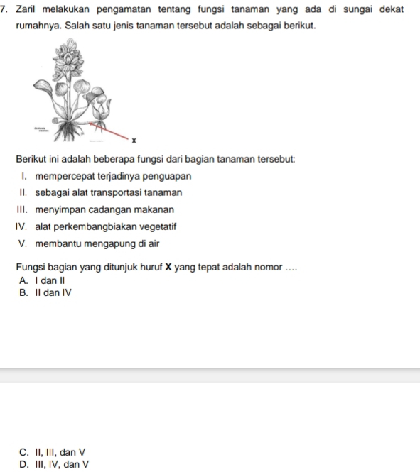 Zaril melakukan pengamatan tentang fungsi tanaman yang ada di sungai dekat
rumahnya. Salah satu jenis tanaman tersebut adalah sebagai berikut.
Berikut ini adalah beberapa fungsi dari bagian tanaman tersebut:
1. mempercepat terjadinya penguapan
II. sebagai alat transportasi tanaman
III. menyimpan cadangan makanan
IV. alat perkembangbiakan vegetatif
V. membantu mengapung di air
Fungsi bagian yang ditunjuk huruf X yang tepat adalah nomor ....
A. I dan II
B. II dan IV
C. II, III, dan V
D. III, IV, dan V