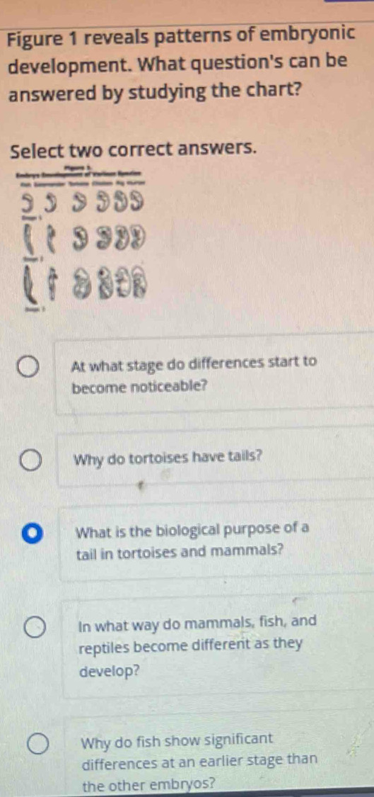 Figure 1 reveals patterns of embryonic
development. What question's can be
answered by studying the chart?
Select two correct answers.
At what stage do differences start to
become noticeable?
Why do tortoises have tails?
What is the biological purpose of a
tail in tortoises and mammals?
In what way do mammals, fish, and
reptiles become different as they
develop?
Why do fish show significant
differences at an earlier stage than
the other embryos?