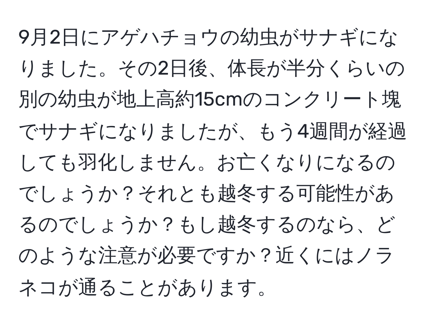 9月2日にアゲハチョウの幼虫がサナギになりました。その2日後、体長が半分くらいの別の幼虫が地上高約15cmのコンクリート塊でサナギになりましたが、もう4週間が経過しても羽化しません。お亡くなりになるのでしょうか？それとも越冬する可能性があるのでしょうか？もし越冬するのなら、どのような注意が必要ですか？近くにはノラネコが通ることがあります。