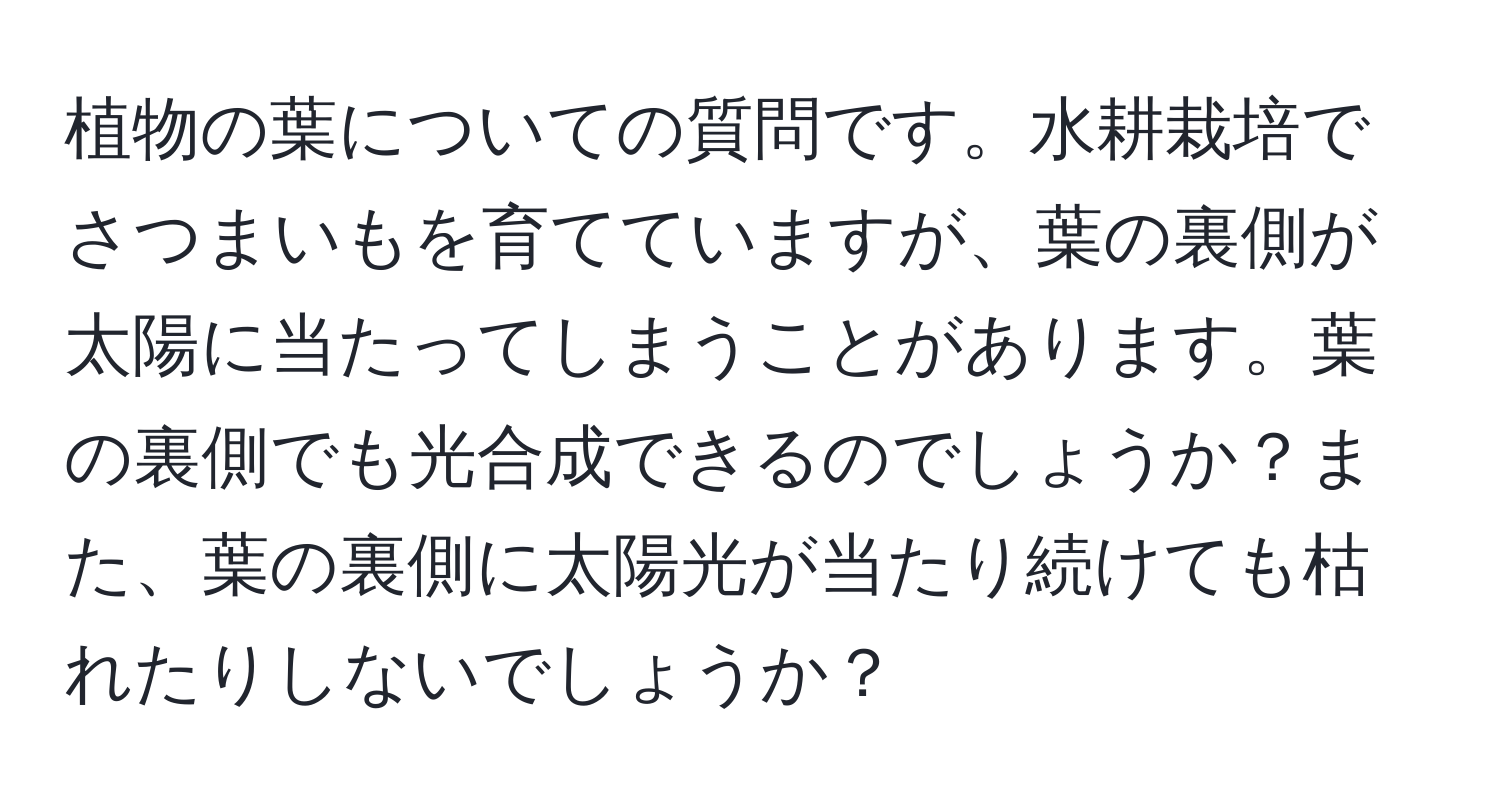 植物の葉についての質問です。水耕栽培でさつまいもを育てていますが、葉の裏側が太陽に当たってしまうことがあります。葉の裏側でも光合成できるのでしょうか？また、葉の裏側に太陽光が当たり続けても枯れたりしないでしょうか？