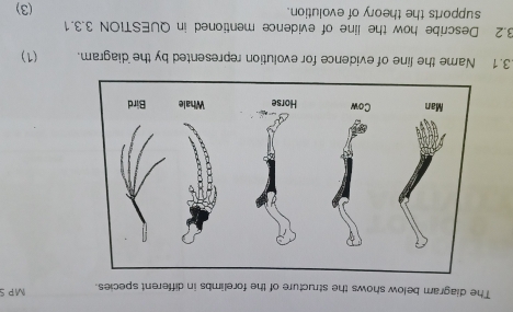 The diagram below shows the structure of the forelimbs in different species. MP S 
Man Cow Horse Whale Bird 
.3.1 Name the line of evidence for evolution represented by the diagram. (1) 
3.2 Describe how the line of evidence mentioned in QUESTION 3.3.1 
supports the theory of evolution. (3)