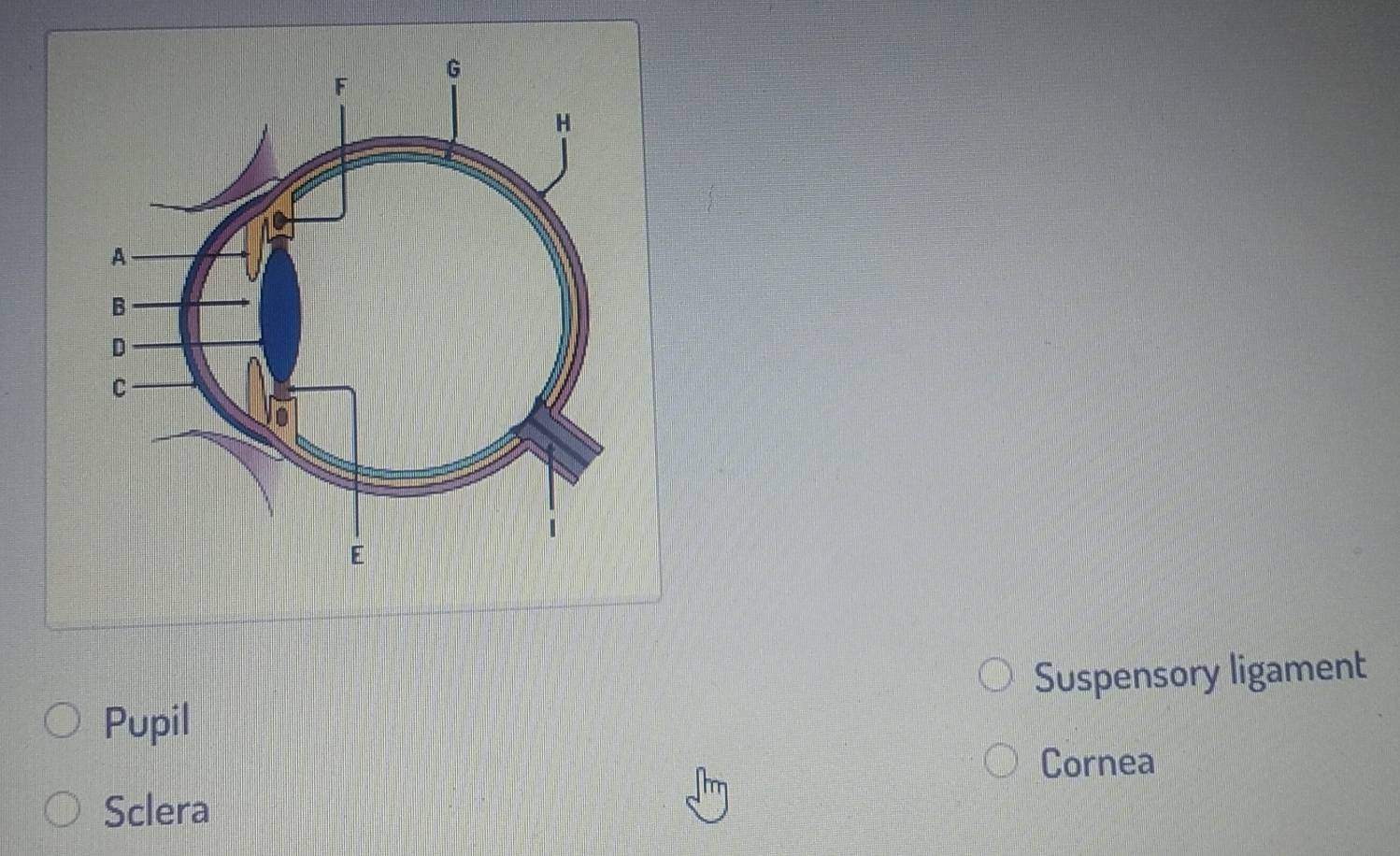 Suspensory ligament 
Pupil 
Cornea 
Sclera