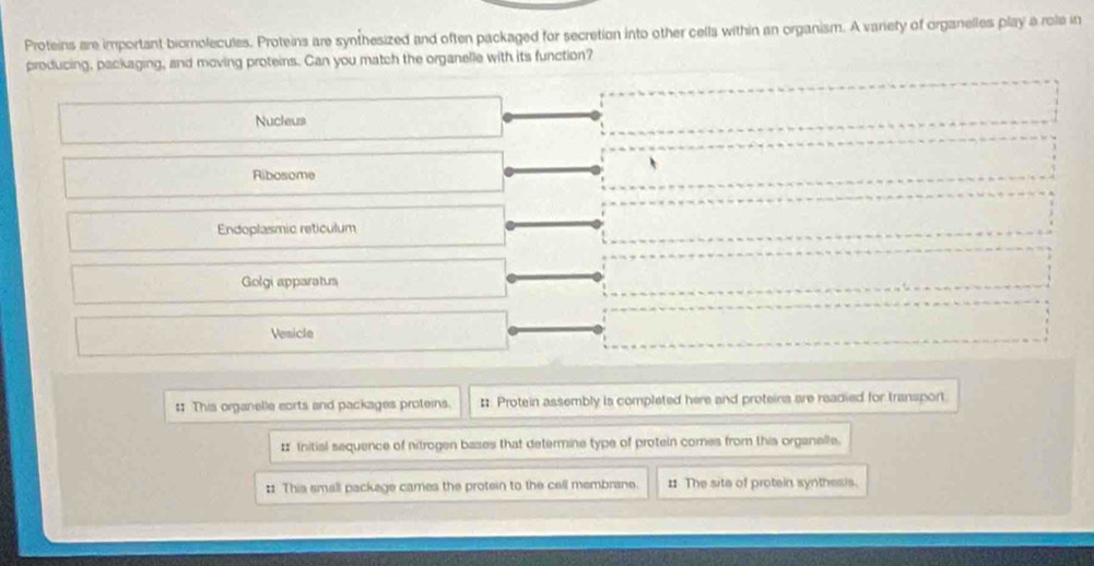 Proteins are important biorolecules. Proteins are synthesized and often packaged for secretion into other cells within an organism. A variety of organelles play a role in
producing, packaging, and moving proteins. Can you match the organelle with its function?
Nucleus
Ribosome
Endoplasmic reticulum
Golgi apparatus
Vesicle
:: This organelle eorts and packages proteins. :. Protein assembly is completed here and proteina are readied for transport.
# Initial sequence of nitrogen bases that determine type of protein comes from this organelle.
: This small package carres the protein to the cell membrane. 1 The site of protein synthesis.