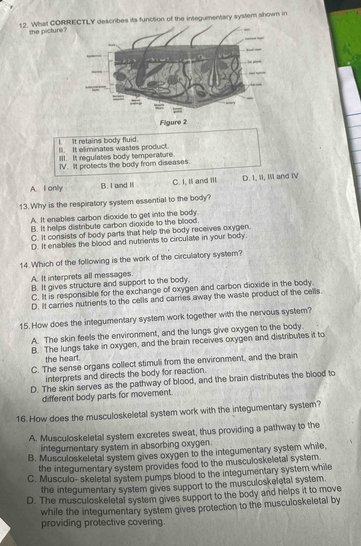 What CORRLY describes its function of the integumentary system shown in
the picture?
Figure 2
I. It retains body fluid.
II. It eliminates wastes product.
III. It regulates body temperature.
IV. It protects the body from diseases.
A. I only B. I and II C. I, II and III D. I, II, III and IV
13. Why is the respiratory system essential to the body?
A. It enables carbon dioxide to get into the body
B. It helps distribute carbon dioxide to the blood.
C. It consists of body parts that help the body receives oxygen.
D. It enables the blood and nutrients to circulate in your body.
14. Which of the following is the work of the circulatory system?
A. It interprets all messages.
B. It gives structure and support to the body.
C. It is responsible for the exchange of oxygen and carbon dioxide in the body.
D. It carries nutrients to the cells and carries away the waste product of the cells.
15. How does the integumentary system work together with the nervous system?
A. The skin feels the environment, and the lungs give oxygen to the body.
B. The lungs take in oxygen, and the brain receives oxygen and distributes it to
the heart.
C. The sense organs collect stimuli from the environment, and the brain
interprets and directs the body for reaction.
D. The skin serves as the pathway of blood, and the brain distributes the blood to
different body parts for movement.
16. How does the musculoskeletal system work with the integumentary system?
A. Musculoskeletal system excretes sweat, thus providing a pathway to the
integumentary system in absorbing oxygen.
B. Musculoskeletal system gives oxygen to the integumentary system while,
the integumentary system provides food to the musculoskeletal system.
C. Musculo- skeletal system pumps blood to the integumentary system while
the integumentary system gives support to the musculoskeletal system.
D. The musculoskeletal system gives support to the body and helps it to move
while the integumentary system gives protection to the musculoskeletal by
providing protective covering.