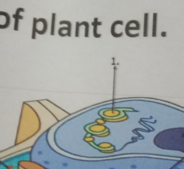 of plant cell.