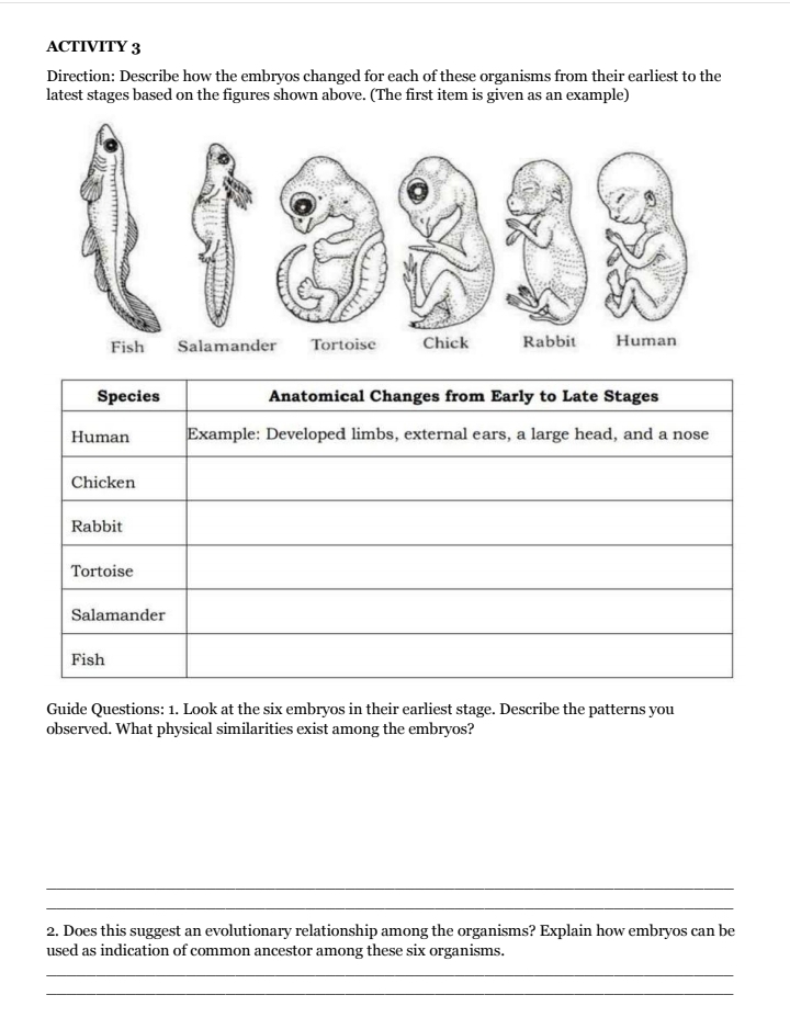 ACTIVITY 3 
Direction: Describe how the embryos changed for each of these organisms from their earliest to the 
latest stages based on the figures shown above. (The first item is given as an example) 
Species Anatomical Changes from Early to Late Stages 
Human Example: Developed limbs, external ears, a large head, and a nose 
Chicken 
Rabbit 
Tortoise 
Salamander 
Fish 
Guide Questions: 1. Look at the six embryos in their earliest stage. Describe the patterns you 
observed. What physical similarities exist among the embryos? 
_ 
_ 
2. Does this suggest an evolutionary relationship among the organisms? Explain how embryos can be 
used as indication of common ancestor among these six organisms. 
_ 
_