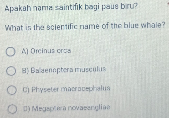 Apakah nama saintifik bagi paus biru?
What is the scientific name of the blue whale?
A) Orcinus orca
B) Balaenoptera musculus
C) Physeter macrocephalus
D) Megaptera novaeangliae