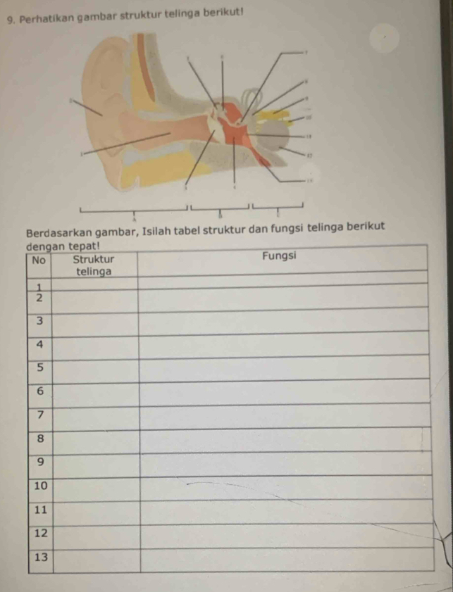 Perhatikan gambar struktur telinga berikut! 
Berdasarkan gambar, Isilah tabel struktur dan fungsi telinga berikut