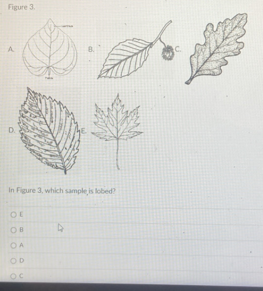 Figure 3.
A.
B.
C.
D.
In Figure 3, which sample is lobed?
E
B
A
D
C