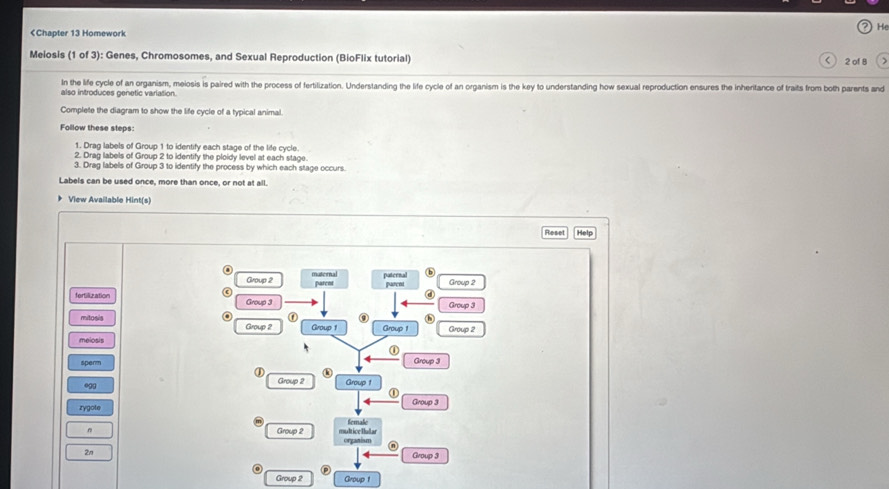 3 to identify the process by which each stage occurs. 
Labels can be used once, more than once, or not at all. 
View Available Hint(s) 
Reset Help 
Group 2 mutonal parent paternal Group 2 
pareni 
fertilization Group 3 Group 3 
mitosis 
0 
Group 2 Group 1 Group 1 Group 2
meiosis 
① 
sperm Group 3
① 
egg Group 2 Group 1 
Group 3 
zygote female 
Group 2 multiceHullar 
organism 
2n Group 3 
Group 2 Group 1