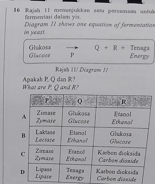 Rajah 11 menunjukkan satu persamaan untuk 
fermentasí dalam yís. 
Diagram 11 shows one equation of fermentation 
in yeast. 
Glukosa Q+R+Ten aga 
Glucose P Energy 
Rajah 11/ Diagram 11 
Apakah P, Q dan R? 
What are P, Q and R? 
dioxide