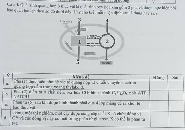 sim vật af đương 
Câu 4. Quá trình quang hợp ở thực vật là quá trình oxy hóa khử gồm 2 pha và được thực hiện bởi
bào quan lục lạp theo sơ đồ dưới đây. Hãy cho biết mỗi nhận định sau là đúng hay sai?