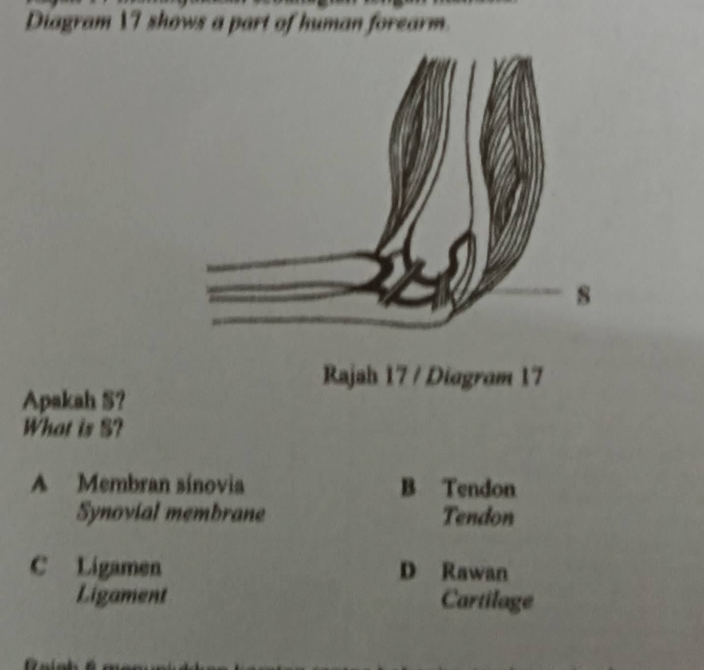 Diagram VI shows a part of human forearm.
Rajah 17 / Diagram 17
Apakah S?
What is S?
A Membran sínovia B Tendon
Synovial membrane Tendon
C Ligamen D Rawan
Ligament Cartilage